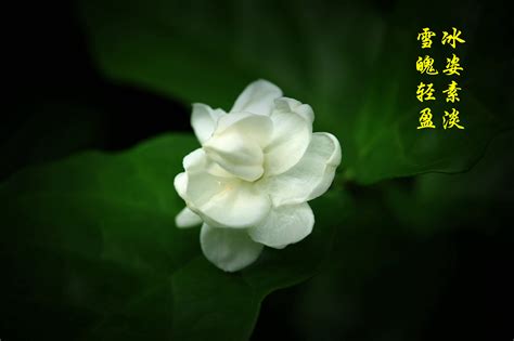 好一朵茉莉花